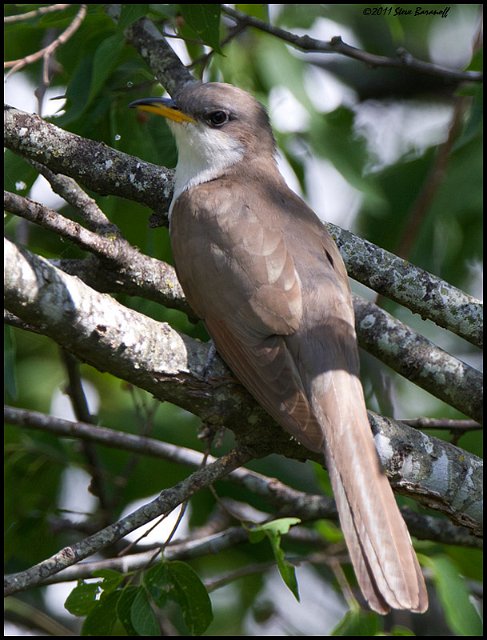 _1SB5043 yellow-billed cuckoo.jpg
